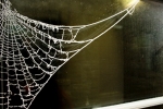 frosty cobweb-5614