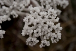 frosty cobweb-5621