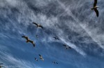Gulls in flight-