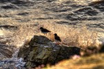 Oystercatchers in a storm-